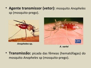 • Agente transmissor (vetor): mosquito Anopheles
  sp (mosquito-prego).




       Anopheles sp.
                                  A. earlei


• Transmissão: picada das fêmeas (hematófagas) do
  mosquito Anopheles sp (mosquito-prego).
 