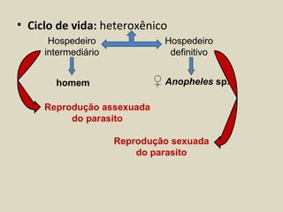 • Ciclo de vida: heteroxênico
      Hospedeiro              Hospedeiro
     intermediário             definitivo


       homem                ♀ Anopheles sp.

     Reprodução assexuada
          do parasito

                     Reprodução sexuada
                         do parasito
 