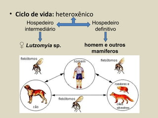 • Ciclo de vida: heteroxênico
      Hospedeiro            Hospedeiro
     intermediário           definitivo


   ♀ Lutzomyia sp.       homem e outros
                           mamíferos
 