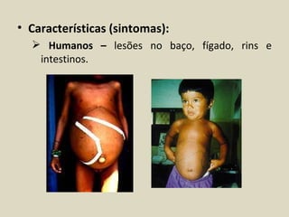 • Características (sintomas):
   Humanos – lesões no baço, fígado, rins e
   intestinos.
 