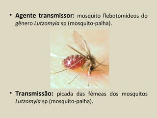 • Agente transmissor: mosquito flebotomídeos do
  gênero Lutzomyia sp (mosquito-palha).




• Transmissão: picada das fêmeas dos mosquitos
  Lutzomyia sp (mosquito-palha).
 