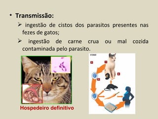 • Transmissão:
   ingestão de cistos dos parasitos presentes nas
   fezes de gatos;
   ingestão de carne crua ou mal cozida
   contaminada pelo parasito.




   Hospedeiro definitivo
 