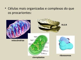 • Células mais organizadas e complexas do que
  os procariontes:


                                    R.E.R




    mitocôndrias




                                   ribossomos
                   cloroplastos
 