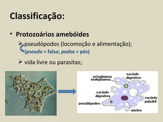 Classificação:
• Protozoários amebóides
   pseudópodos (locomoção e alimentação);
    (pseudo = falso; podos = pés)
   vida livre ou parasitas;
 