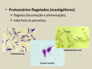 • Protozoários flagelados (mastigóforos)
   flagelos (locomoção e alimentação);
   vida livre ou parasitas;




                                     Trypanosoma cruzi
   Leishmania sp.
 