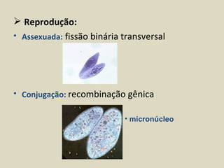  Reprodução:
• Assexuada: fissão binária transversal




• Conjugação: recombinação gênica

                            • micronúcleo
 