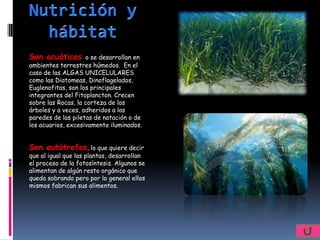 Son acuáticos       o se desarrollan en
ambientes terrestres húmedos. En el
caso de las ALGAS UNICELULARES
como las Diatomeas, Dinoflagelados,
Euglenofitas, son los principales
integrantes del Fitoplancton. Crecen
sobre las Rocas, la corteza de los
árboles y a veces, adheridos a las
paredes de las piletas de natación o de
los acuarios, excesivamente iluminados.


Son autótrofos, lo que quiere decir
que al igual que las plantas, desarrollan
el proceso de la fotosíntesis. Algunos se
alimentan de algún resto orgánico que
queda sobrando pero por lo general ellos
mismos fabrican sus alimentos.
 