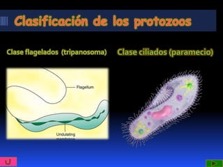 Clase flagelados (tripanosoma)
 