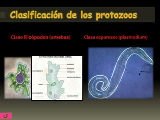 Clase Rizópodos (amebas)   Clase esporozos (plasmodium)
 