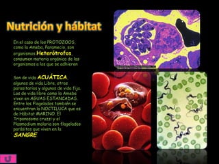 En el caso de los PROTOZOOS,
como la Ameba, Paramecio, son
organismos Heterótrofos,
consumen materia orgánica de los
organismos a los que se adhieren


Son de vida ACUÁTICA,
algunos de vida Libre, otros
parasitarios y algunos de vida fija.
Los de vida libre como la Ameba
viven en AGUAS ESTANCADAS.
Entre los Flagelados también se
encuentran la NOCTILUCA que es
de Hábitat MARINO. El
Tripanosoma cruzzi y el
Plasmodium malaria son flagelados
parásitos que viven en la
SANGRE.
 