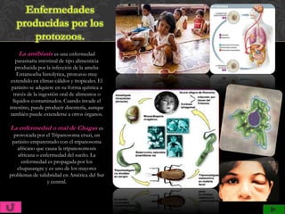 La amibiasis es una enfermedad
    parasitaria intestinal de tipo alimenticia
    producida por la infección de la ameba
    Entamoeba histolytica, protozoo muy
 extendido en climas cálidos y tropicales. El
 parásito se adquiere en su forma quística a
  través de la ingestión oral de alimentos o
  líquidos contaminados. Cuando invade el
intestino, puede producir disentería, aunque
 también puede extenderse a otros órganos.

La enfermedad o mal de Chagas es
  provocada por el Tripanosoma cruzi, un
 parásito emparentado con el tripanosoma
   africano que causa la tripanosomosis
    africana o enfermedad del sueño. La
     enfermedad es propagada por los
   chupasangre y es uno de los mayores
problemas de salubridad en América del Sur
                  y central.
 