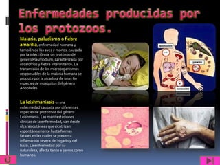 Malaria, paludismo o fiebre
amarilla, enfermedad humana y
también de las aves y monos, causada
por la infección de un protozoo del
género Plasmodium, caracterizada por
escalofríos y fiebre intermitente. La
transmisión de los microorganismos
responsables de la malaria humana se
produce por la picadura de unas 60
especies de mosquitos del género
Anopheles.


La leishmaniasis es una
enfermedad causada por diferentes
especies de protozoos del género
Leishmania. Las manifestaciones
clínicas de la enfermedad, van desde
úlceras cutáneas que cicatrizan
espontáneamente hasta formas
fatales en las cuales se presenta
inflamación severa del hígado y del
bazo. La enfermedad por su
naturaleza, afecta tanto a perros como
humanos.
 