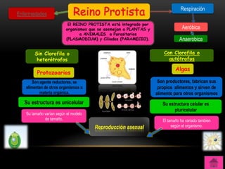 Enfermedades                  Reino Protista                                   Respiración

                          El REINO PROTISTA está integrado por
                         organismos que se asemejan a PLANTAS y                 Aeróbica
                                a ANIMALES a Parasitarios
                         (PLASMODIUM) y Ciliados (PARAMECIO).                 Anaeróbica

       Sin Clorofila o                                                Con Clorofila o
        heterótrofos                                                    autótrofos

                                                                            Algas
         Protozoarios
       Son agente reductores, se                                   Son productores, fabrican sus
   alimentan de otros organismos o                                 propios alimentos y sirven de
           materia orgánica.                                      alimento para otros organismos
   Su estructura es unicelular                                       Su estructura celular es
                                                                           pluricelular
   Su tamaño varían según el modelo
             de tamaño.                                              El tamaño ha variado tambien
                                      Reproducción asexual                según el organismo.
 