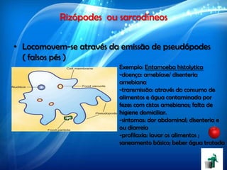 Rizópodes ou sarcodíneos
• Locomovem-se através da emissão de pseudópodes
( falsos pés )
Exemplo: Entamoeba histolytica
-doença: amebíase/ disenteria
amebiana
-transmissão: através do consumo de
alimentos e água contaminada por
fezes com cistos amebianos; falta de
higiene domiciliar.
-sintomas: dor abdominal; disenteria e
ou diarreia
-profilaxia: lavar os alimentos ;
saneamento básico; beber água tratada
 