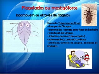Flagelados ou mastigóforos
locomovem-se através de flagelos
Exemplo: Tripanosoma Cruzi
-doença: de Chargas
-transmissão: contato com fezes do barbeiro
; transfusão de sangue;
-sintomas: aumento do coração (
cadiomegalia ); arritmia cardíaca;
-profilaxia: controle do sangue ; combate ao
barbeiro ;
 
