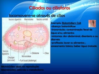 Ciliados ou cilioforos
locomovem-se através de cílios
Micronúcleo: atua na reprodução
Macronúcleo: controla o metabolismo
Exemplo: Balantidiem Coli
-doença: balantidíase
-transmissão: contaminação fecal de
água e/ou alimentos
-sintomas: dor abdominal; disenteria e ou
diarreia
-profilaxia: lavar os alimentos ;
saneamento básico; beber água tratada
 