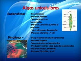 Algas unicelulares
Euglenofíceas - •São dulcícolas
•Possuem flagelos
•São autótrofas ou
heterótrofas
•Possuem vacúolos pulsateis e
contrateis
• são indicadores de poluição
•Possuem Clorofilas A e B
Pirrofíceas - •São predominantemente marinhas
•Possuem flagelos
•São autótrofas ou heterótrofas
•Produzem toxinas (que quando concentradas
causam a maré-vermelha)
•Possuem Clorofilas A e C
 