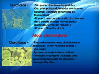 Crisofíceas - •São predominantemente marinhas
•São principais produtores dos ecossistemas
aquáticos ( principal constituinte do
fitoplancton)
•Possuem uma parede de sílica ( o acumulo
dessa parede de algas mortas produz
diatomitos, formações rochosas )
•Possuem Clorofilas A e B
Algas pluricelulares
Clorofíceas - •São predominantemente pluricelulares e
bentônicas ( vivem no fundo do mar )
•São verdes
•Apresentam variedades comestíveis
•Produzem mucilagem ( utilizada pela
industria farmacêutica de alimentos)
•Possuem Clorofilas
 