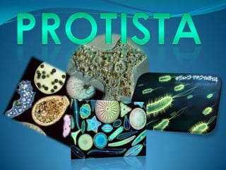 Reino protista | PPT