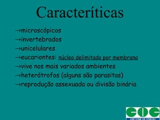 Caracteríticas
→microscópicos
→invertebrados
→unicelulares
→eucariontes: núcleo delimitado por membrana
→vive nos mais variados ambientes
→heterótrofos (alguns são parasitas)
→reprodução assexuada ou divisão binária
 