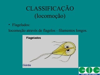 CLASSIFICAÇÃO
(locomoção)
• Flagelados:
locomoção através de flagelos - filamentos longos.
 