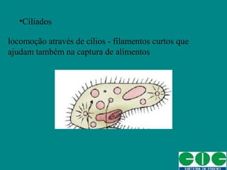 •Ciliados
locomoção através de cílios - filamentos curtos que
ajudam também na captura de alimentos
 