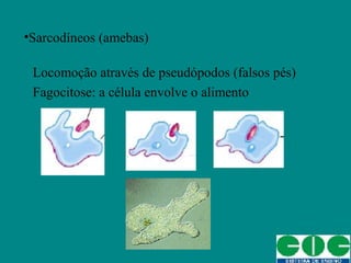 •Sarcodíneos (amebas)
Locomoção através de pseudópodos (falsos pés)
Fagocitose: a célula envolve o alimento
 
