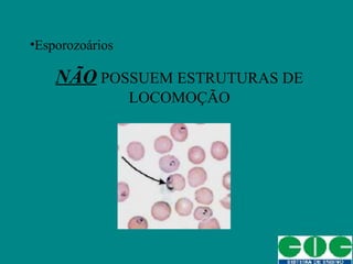 •Esporozoários
NÃO POSSUEM ESTRUTURAS DE
LOCOMOÇÃO
 