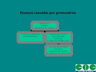 Doenças causadas por protozoários
Á G U A O U A L I M E N T O S
C O N T A M I N A D O S
C Ó L I C A S I N T E S T I N A I S
D I A R R É I A
S A N G U E N A S F E Z E S
I N F L A M A Ç Ã O D O I N T E S T I N O
F I X A - S E N A P A R E D E
D O I N T E S T I N O
H U M A N O
G L Ó B U L O S V E R M E L H O S
A M E B Í A S E
A M E B A
I N G E S T Ã O D E C I S T O S
 