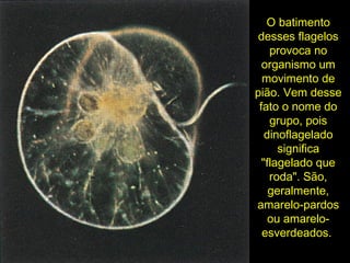 O batimentoO batimento
desses flagelosdesses flagelos
provoca noprovoca no
organismo umorganismo um
movimento demovimento de
pião. Vem dessepião. Vem desse
fato o nome dofato o nome do
grupo, poisgrupo, pois
dinoflageladodinoflagelado
significasignifica
"flagelado que"flagelado que
roda". São,roda". São,
geralmente,geralmente,
amarelo-pardosamarelo-pardos
ou amarelo-ou amarelo-
esverdeados.esverdeados.
 