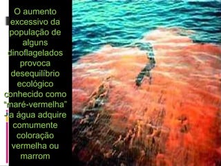 O aumentoO aumento
excessivo daexcessivo da
população depopulação de
algunsalguns
dinoflageladosdinoflagelados
provocaprovoca
desequilíbriodesequilíbrio
ecológicoecológico
conhecido comoconhecido como
“maré-vermelha”“maré-vermelha”
- a água adquire- a água adquire
comumentecomumente
coloraçãocoloração
vermelha ouvermelha ou
marrommarrom
 