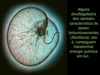 AlgunsAlguns
dinoflageladosdinoflagelados
têm tambémtêm também
característica decaracterística de
seremserem
bioluminescentesbioluminescentes
((NoctilucaNoctiluca), isto), isto
é, conseguemé, conseguem
transformartransformar
energia químicaenergia química
em luz,em luz,
 
