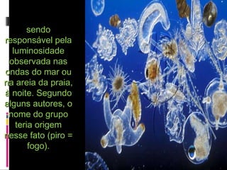 sendosendo
responsável pelaresponsável pela
luminosidadeluminosidade
observada nasobservada nas
ondas do mar ouondas do mar ou
na areia da praia,na areia da praia,
à noite. Segundoà noite. Segundo
alguns autores, oalguns autores, o
nome do gruponome do grupo
teria origemteria origem
nesse fato (piro =nesse fato (piro =
fogo).fogo).
 