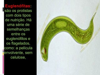 EuglenófitasEuglenófitas::
são os protistassão os protistas
com dois tiposcom dois tipos
de nutrição. Háde nutrição. Há
uma série deuma série de
semelhançassemelhanças
entre osentre os
euglenófilos eeuglenófilos e
os flagelados,os flagelados,
como: a películacomo: a película
envolvente, semenvolvente, sem
celulose,celulose,
 