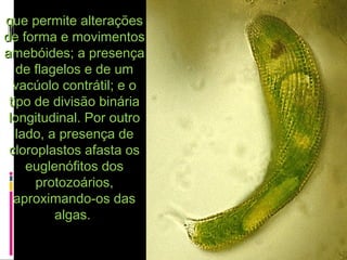 que permite alteraçõesque permite alterações
de forma e movimentosde forma e movimentos
amebóides; a presençaamebóides; a presença
de flagelos e de umde flagelos e de um
vacúolo contrátil; e ovacúolo contrátil; e o
tipo de divisão bináriatipo de divisão binária
longitudinal. Por outrolongitudinal. Por outro
lado, a presença delado, a presença de
cloroplastos afasta oscloroplastos afasta os
euglenófitos doseuglenófitos dos
protozoários,protozoários,
aproximando-os dasaproximando-os das
algas.algas.
 