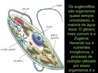 Os euglenófilosOs euglenófilos
são organismossão organismos
quase semprequase sempre
unicelulares, aunicelulares, a
maioria de águamaioria de água
doce. O gênerodoce. O gênero
mais comum é amais comum é a
EuglenaEuglena..
Havendo luz eHavendo luz e
nutrientesnutrientes
inorgânicos, oinorgânicos, o
processo deprocesso de
nutrição utilizadonutrição utilizado
por essespor esses
organismos é aorganismos é a
 