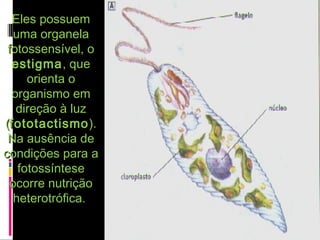 Eles possuemEles possuem
uma organelauma organela
fotossensível, ofotossensível, o
estigmaestigma, que, que
orienta oorienta o
organismo emorganismo em
direção à luzdireção à luz
((fototactismofototactismo).).
Na ausência deNa ausência de
condições para acondições para a
fotossíntesefotossíntese
ocorre nutriçãoocorre nutrição
heterotrófica.heterotrófica.
 