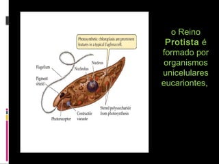 o Reinoo Reino
ProtistaProtista éé
formado porformado por
organismosorganismos
unicelularesunicelulares
eucariontes,eucariontes,
 