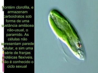 Contém clorofila, eContém clorofila, e
armazenamarmazenam
carboidratos sobcarboidratos sob
forma de umaforma de uma
sustância amiláceasustância amilácea
não-usual, onão-usual, o
paramido. Asparamido. As
células nãocélulas não
apresentam paredeapresentam parede
celular, e sim umacelular, e sim uma
série de franjassérie de franjas
protéicas flexíveis.protéicas flexíveis.
Não é conhecido oNão é conhecido o
ciclo sexualciclo sexual
 