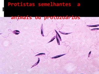 Protistas semelhantes a
animais ou protozoários
 