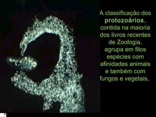A classificação dosA classificação dos
protozoáriosprotozoários,,
contida na maioriacontida na maioria
dos livros recentesdos livros recentes
de Zoologia,de Zoologia,
agrupa em filosagrupa em filos
espécies comespécies com
afinidades animaisafinidades animais
e também come também com
fungos e vegetais,fungos e vegetais,
 