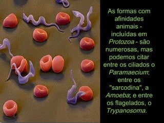 As formas comAs formas com
afinidadesafinidades
animais -animais -
incluídas emincluídas em
ProtozoaProtozoa - são- são
numerosas, masnumerosas, mas
podemos citarpodemos citar
entre os ciliados oentre os ciliados o
ParamaeciumParamaecium;;
entre osentre os
"sarcodina", a"sarcodina", a
AmoebaAmoeba; e entre; e entre
os flagelados, oos flagelados, o
TrypanosomaTrypanosoma..
 