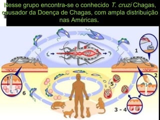 Nesse grupo encontra-se o conhecidoNesse grupo encontra-se o conhecido T. cruziT. cruzi Chagas,Chagas,
causador da Doença de Chagas, com ampla distribuiçãocausador da Doença de Chagas, com ampla distribuição
nas Américasnas Américas..
 