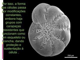 Por isso, a formaPor isso, a forma
das células passadas células passa
por modificaçõespor modificações
constantes,constantes,
embora hajaembora haja
grupos comgrupos com
carapaçascarapaças
resistentes queresistentes que
funcionam comofuncionam como
um esqueleto ouum esqueleto ou
concha, dandoconcha, dando
proteção eproteção e
sustentação àsustentação à
célula .célula .
 