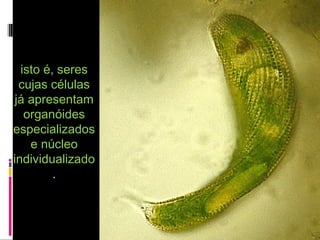 isto é, seresisto é, seres
cujas célulascujas células
já apresentamjá apresentam
organóidesorganóides
especializadosespecializados
e núcleoe núcleo
individualizadoindividualizado
..
 