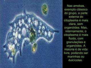 Nas amebas,Nas amebas,
exemplo clássicoexemplo clássico
do grupo, a partedo grupo, a parte
externa doexterna do
citoplasma é maiscitoplasma é mais
clara, semclara, sem
organóides. Mas,organóides. Mas,
internamente, ointernamente, o
citoplasma é maiscitoplasma é mais
fluido, comfluido, com
granulações egranulações e
organóides. Aorganóides. A
maioria é de vidamaioria é de vida
livre, podendo serlivre, podendo ser
marinhas oumarinhas ou
dulcícolas.dulcícolas.
 