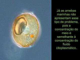 Já as amebasJá as amebas
marinhas nãomarinhas não
apresentam esseapresentam esse
tipo de problema,tipo de problema,
pois apois a
concentração doconcentração do
meio émeio é
semelhante àsemelhante à
concentração doconcentração do
fluidofluido
citoplasmáticocitoplasmático..
 