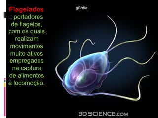FlageladosFlagelados
: portadores: portadores
de flagelos,de flagelos,
com os quaiscom os quais
realizamrealizam
movimentosmovimentos
muito ativosmuito ativos
empregadosempregados
na capturana captura
de alimentosde alimentos
e locomoção.e locomoção.
giárdia
 
