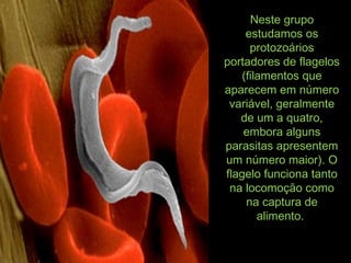 Neste grupoNeste grupo
estudamos osestudamos os
protozoáriosprotozoários
portadores de flagelosportadores de flagelos
(filamentos que(filamentos que
aparecem em númeroaparecem em número
variável, geralmentevariável, geralmente
de um a quatro,de um a quatro,
embora algunsembora alguns
parasitas apresentemparasitas apresentem
um número maior). Oum número maior). O
flagelo funciona tantoflagelo funciona tanto
na locomoção comona locomoção como
na captura dena captura de
alimento.alimento.
 