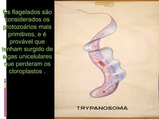 Os flagelados sãoOs flagelados são
considerados osconsiderados os
protozoários maisprotozoários mais
primitivos, e éprimitivos, e é
provável queprovável que
tenham surgido detenham surgido de
algas unicelularesalgas unicelulares
que perderam osque perderam os
cloroplastos .cloroplastos .
 